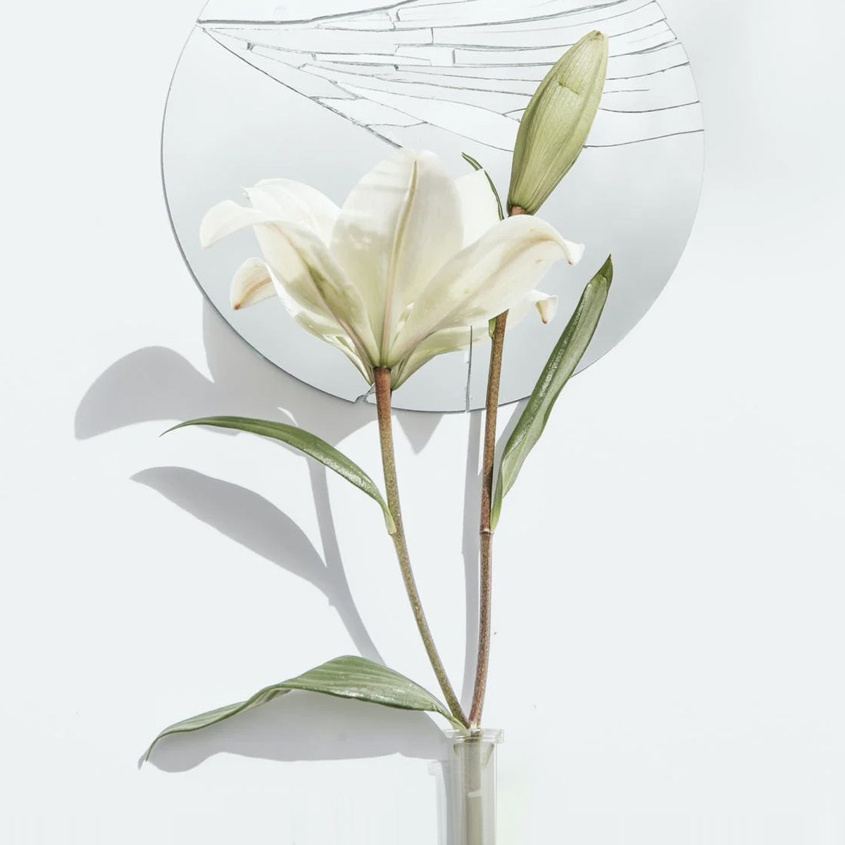 50Pcs Flower Water Tube Essent - The Florist Supply のレビューと価格